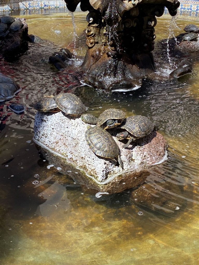 Turtles in fountain at La Arcada Plaza
