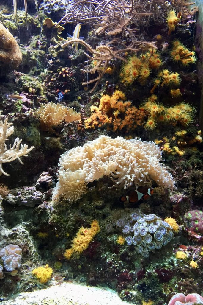 Sea life in tank at Shedd Aquarium