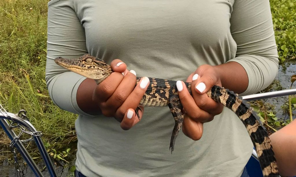 Holding baby alligator on Louisiana swamp tour