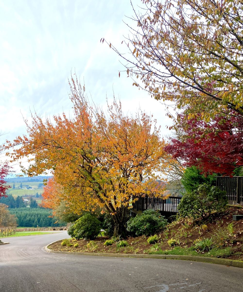 Fall leaves in Salem Oregon