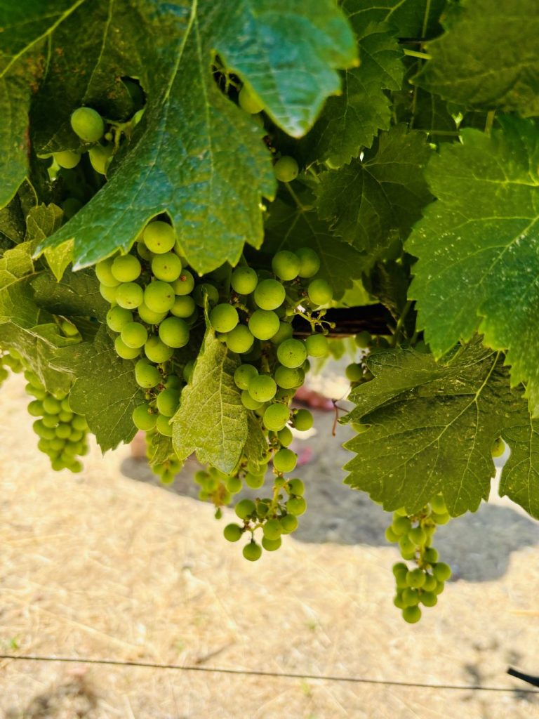 Grapes on the vine at HALL Wines in Napa Valley