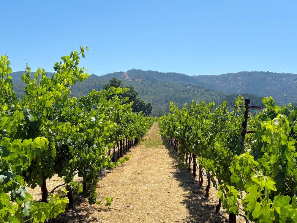 Visiting Napa Valley: 1-Day Itinerary for Wine & Views