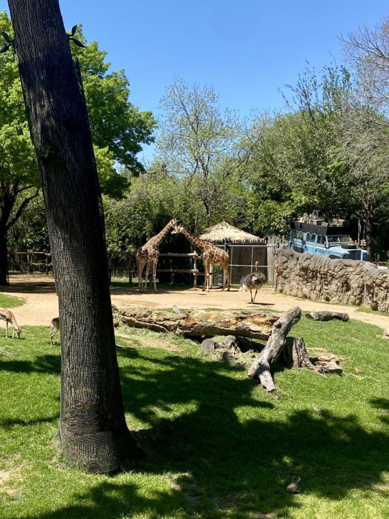 Giraffe exhibit in Fort Worth Zoo