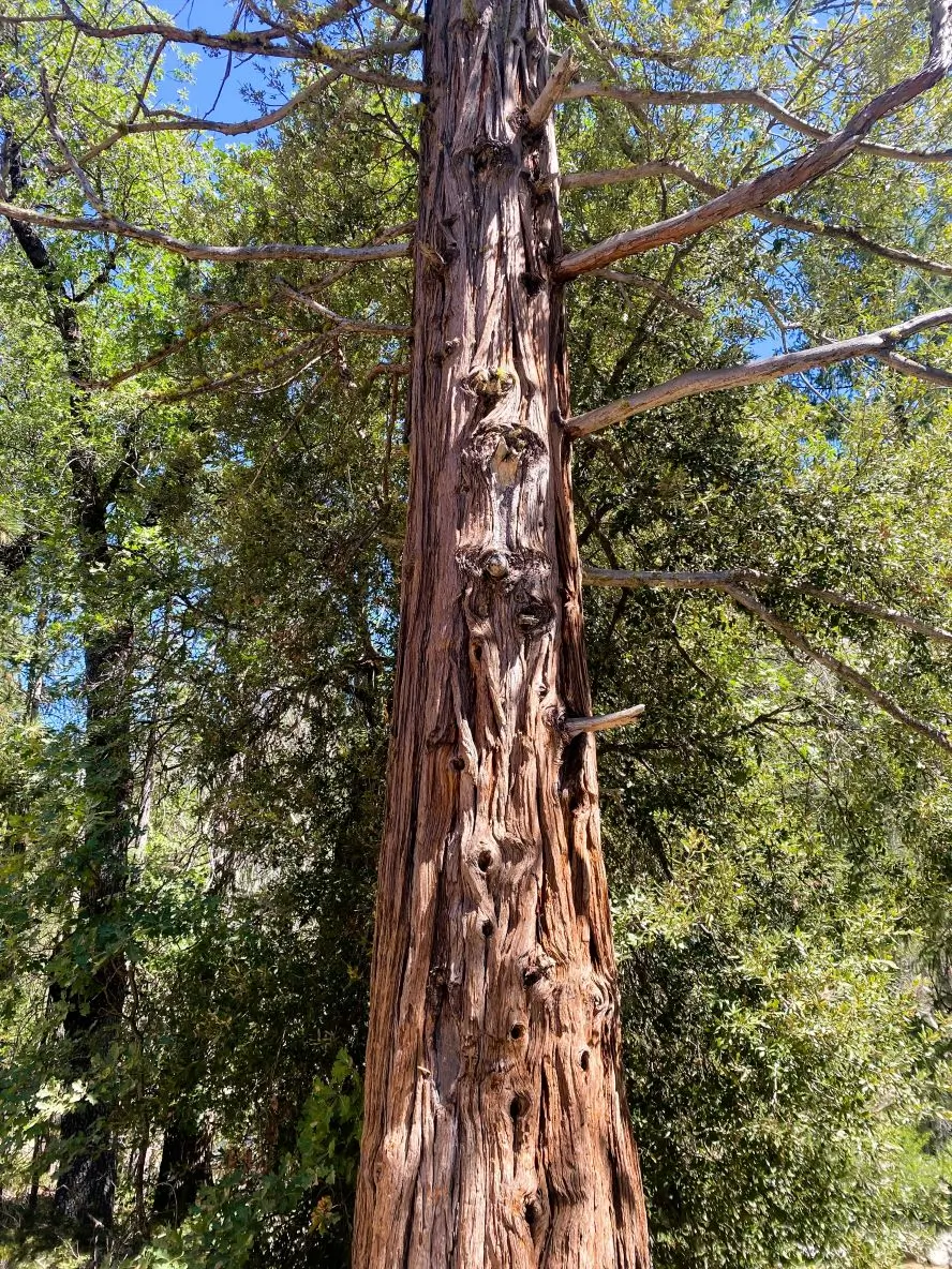 Lazy Girl’s Yosemite Day Trip: Travel Itinerary from Fresno