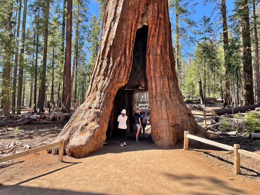 View of the California Tunnel Tree, a  sequoia with a carved tunnel in the middle that people can walk through. The scene is set in a sunlit forest with visitors exploring.