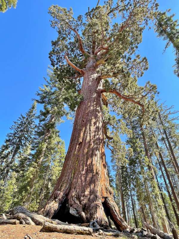 The tall Grizzly Giant sequoia tree viewed from below, its massive trunk reaching skyward. Surrounded by other trees under a clear blue sky, conveying grandeur and serenity.