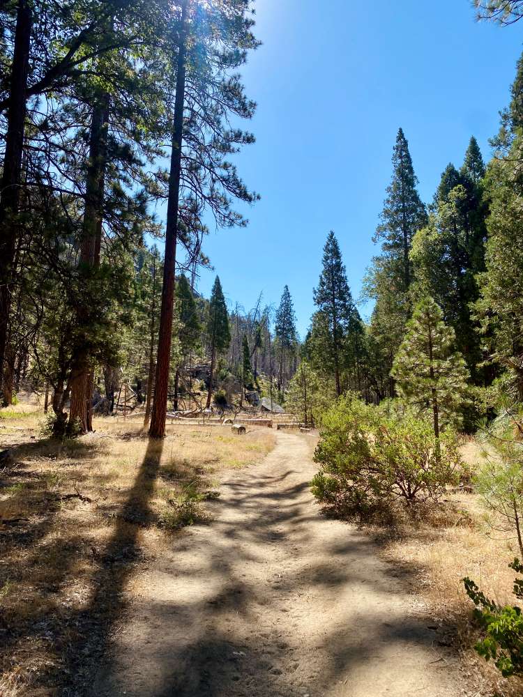 A scenic forest trail in Yosemite under a clear blue sky, lined with tall evergreen trees casting shadows on the path. The tone is peaceful and inviting.