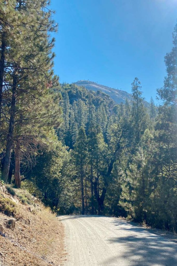 A serene, sunny forest scene with a dirt road winding through tall green pine trees. A distant hill rises under the clear blue sky. Peaceful and natural.